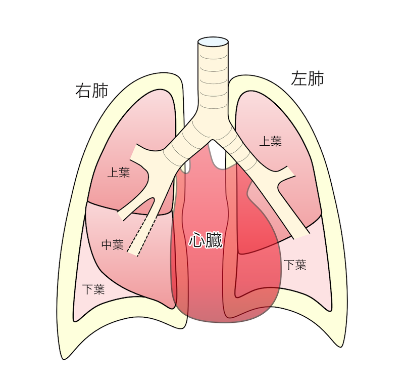  右肺と左肺