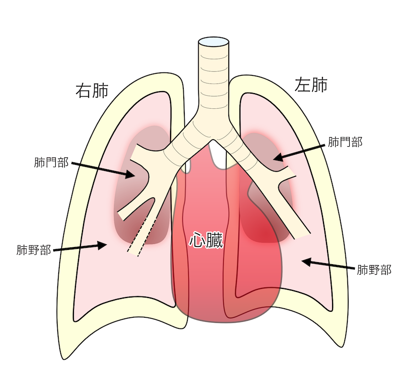 肺門と肺野